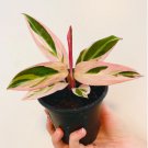 1 Live Plant Stromanthe Triostar 4" Plant Magenta Sanguinea For Garden
