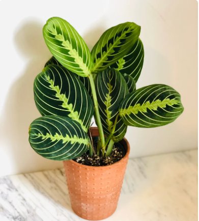 1 Live Plant 3" Lemon Lime Prayer Plant Maranta Leuconeura For Garden