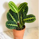 1 Live Plant 3" Lemon Lime Prayer Plant Maranta Leuconeura For Garden