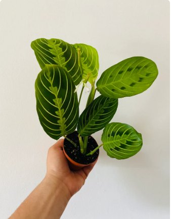 3" Lemon Lime Prayer Plant Maranta Leuconeura For Garden 2 Live Plant