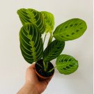 3" Lemon Lime Prayer Plant Maranta Leuconeura For Garden 2 Live Plant