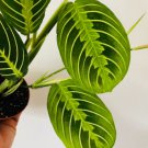Maranta Leuconeura 8 Live Plant 3" Lemon Lime Prayer Plant For Garden