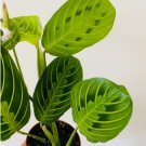 16 Live Plant Maranta Leuconeura 3" Lemon Lime Prayer Plant For Garden