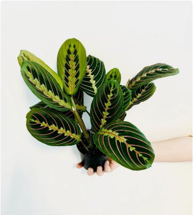 1 Live Plant Red Prayer Plant Maranta Leuconeura Erythroneura For Garden