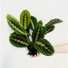 1 Live Plant Red Prayer Plant Maranta Leuconeura Erythroneura For Garden