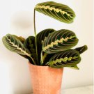 Plant Maranta Leuconeura Erythroneura 2 Live Plant Red Prayer For Garden