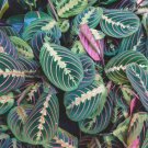 Leuconeura Erythroneura 4 Live Plant Red Plant Maranta Prayer For Garden