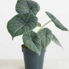 Erythroneura Red Plant Maranta Prayer 16 Live Plant Leuconeura For Garden