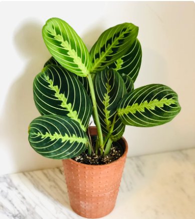 1 Live Plant Prayer Plant Lemon Lime Maranta Leuconeura For Garden