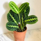1 Live Plant Prayer Plant Lemon Lime Maranta Leuconeura For Garden