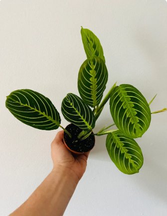 Prayer Plant Lemon Lime Maranta 2 Live Plant Leuconeura For Garden
