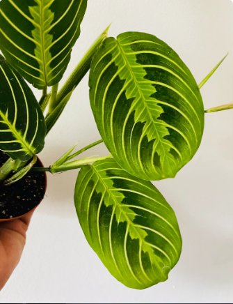 Lime Maranta 4 Prayer Plant Lemon Live Plant Leuconeura For Garden