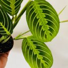 Lime Maranta 4 Prayer Plant Lemon Live Plant Leuconeura For Garden