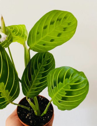Lemon Live Plant Leuconeura Lime Maranta 8 Prayer Plant For Garden