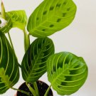 Lemon Live Plant Leuconeura Lime Maranta 8 Prayer Plant For Garden