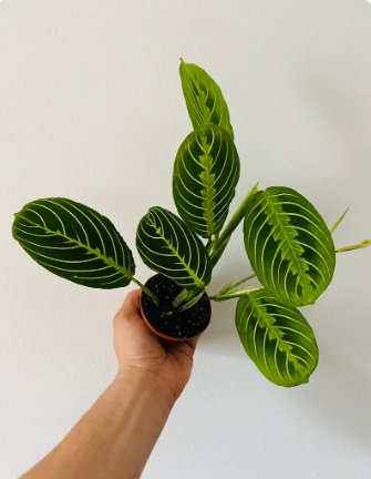 Lime Maranta 16 Prayer Lemon Live Plant Leuconeura Plant For Garden