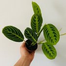 Lime Maranta 16 Prayer Lemon Live Plant Leuconeura Plant For Garden