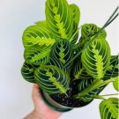 1 Live Plant Hanging Basket Lemon Lime Maranta Leuconeura For Garden