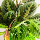 Plant Red Maranta Plant 16 Live Plant Leuconeura 4" Red Prayer For Garden