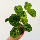 1 Live Plant Maranta 3" Beauty Kim Variegated Prayer Plant Rare Houseplant For Garden