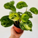 3" Beauty Kim Variegated Prayer Plant Rare 4 Live Plant Maranta Houseplant For Garden
