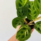 Plant Rare 8 Live Plant 3" Beauty Kim Variegated Prayer Maranta Houseplant For Garden