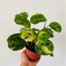 16 Plant Rare Live Plant 3" Beauty Kim Variegated Prayer Maranta Houseplant For Garden