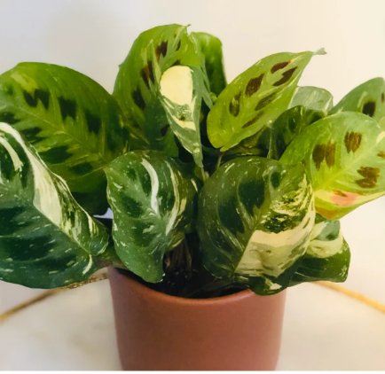 1 Live Plant Green Prayer Plant Maranta Leuconeura Kerchoveana Variegata For Garden