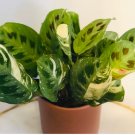 1 Live Plant Green Prayer Plant Maranta Leuconeura Kerchoveana Variegata For Garden