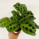 1 Live Plant 3" Prayer Green Maranta Leuconeura Tropical Plant For Garden