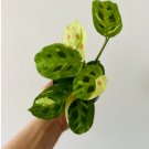 Tropical Plant 4 Live Plant Maranta Leuconeura 3" Prayer Green For Garden