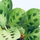 16 Live Plant Tropical Plant Maranta Leuconeura 3" Prayer Green For Garden
