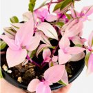 8 Tradescantia Variegata Rare Live Plant Wandering Dude For Garden