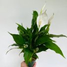1 Live Plant Peace Lily Spathiphyllum Flowerbunch For Garden
