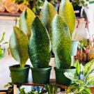 1 Live Plant Whalefin Sansevieria Masoniana For Garden