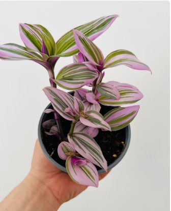 2 Live Plant Nanouk Wandering Dude Tradescantia Albiflora Rare 4&acirc;�� Pot For Garden