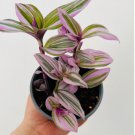 2 Live Plant Nanouk Wandering Dude Tradescantia Albiflora Rare 4” Pot For Garden