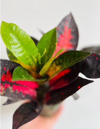 2 Codiaeum Variegatum Live Live Plant Croton Red Iceton Houseplant For Garden