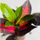 2 Codiaeum Variegatum Live Live Plant Croton Red Iceton Houseplant For Garden