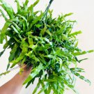 1 Live Plant Kangaroo Fern Zealandia Pustulata Easy Plants For Garden