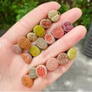 10 Live Plant Lithops (0.4’’) Beginner Friendly, Living Stones For Garden