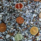 80 Live Plant For Garden Living Stones Lithops (0.4’’) Beginner Friendly