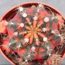 5 Pup Plant  Gymnocalycium Offset without Root (0.6-0.8")Rare Succulent For Garden