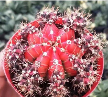 Gymnocalycium Offset without Root 10 Pup Plant  (0.6-0.8")Rare Succulent For Garden
