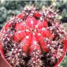 Gymnocalycium Offset without Root 20 Pup Plant  (0.6-0.8")Rare Succulent For Garden