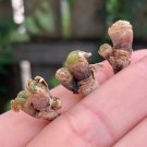 1 Plant (2 Heads) Monilaria moniliforme Awaken in Autumn Bunny Succulent For Garden