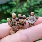 1 Plant (3 Heads) Monilaria moniliforme Awaken in Autumn Bunny Succulent For Garden