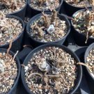 1 Plant (4 Heads) Monilaria moniliforme Awaken in Autumn Bunny Succulent For Garden