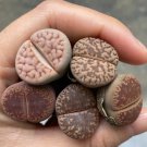Lithops (0.8’’)Flowering Rare 40 Live Plant Succulents For Garden