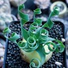 Ornithogalum 4 Live Plant Bulb Albuca Concordiana (0.6", No Leaves) Slime Lily For Garden